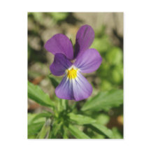Beautiful violet flower photo postcard