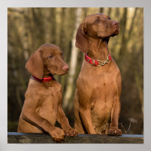Beautiful Vizsla Sporting Dogs Poster