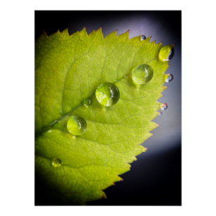 Beautiful water drops after rain on a leaf poster