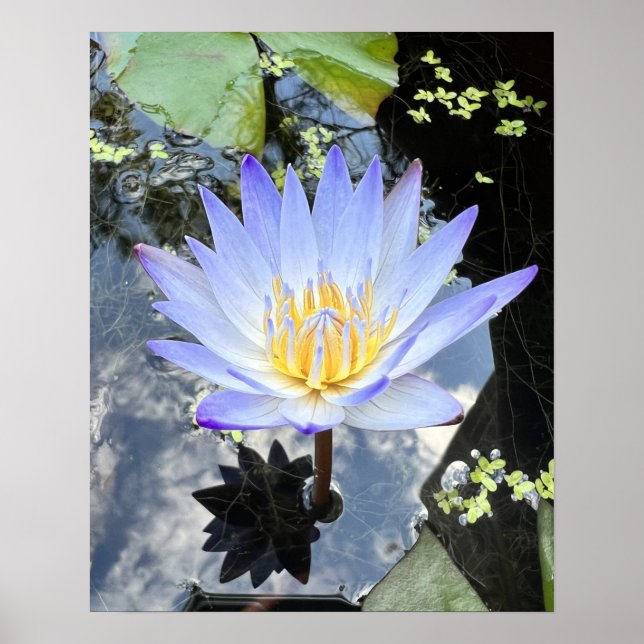 Beautiful Water Lilly Photo Poster (Front)