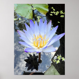 Beautiful Water Lilly Photo Sky Reflection Poster
