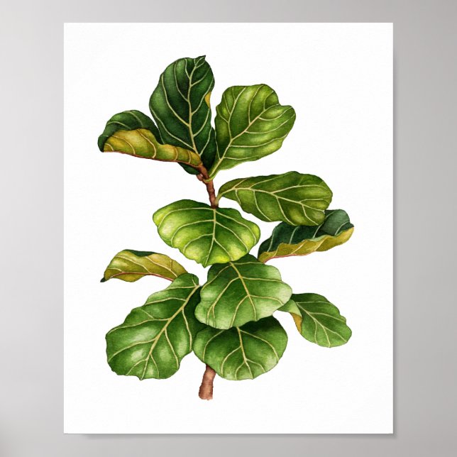 Beautiful watercolor Fig plant art print poster (Front)