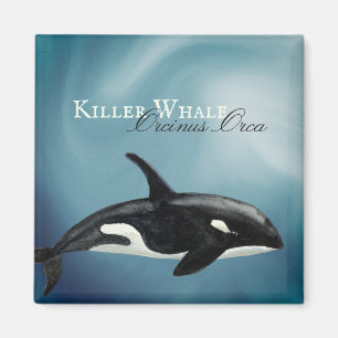Beautiful Watercolor Killer Whale, Orcinus Orca Magnet