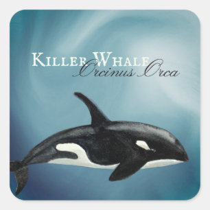 Beautiful Watercolor Killer Whale, Orcinus Orca Square Sticker
