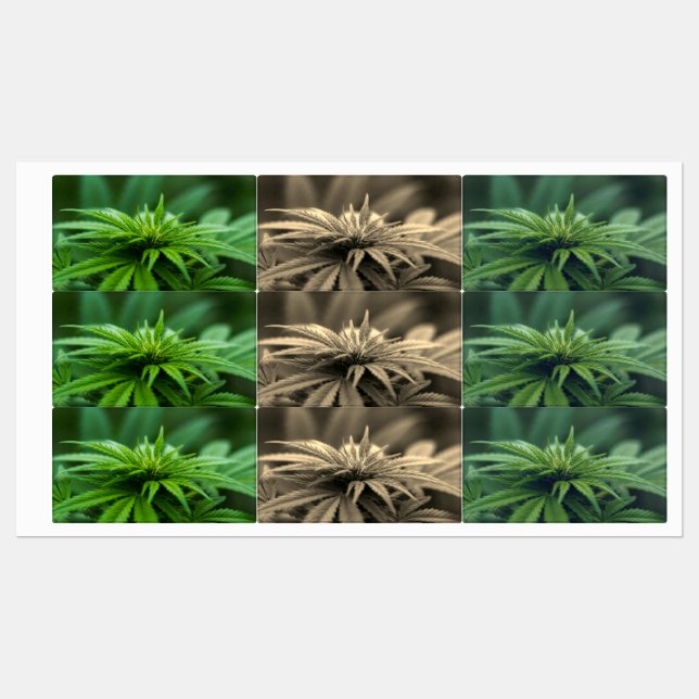 Beautiful Weed (Sheet)