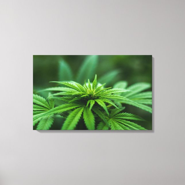 Beautiful Weed Plant Canvas Print (Front)