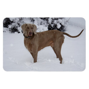 Beautiful Weimaraner in the snow Magnet