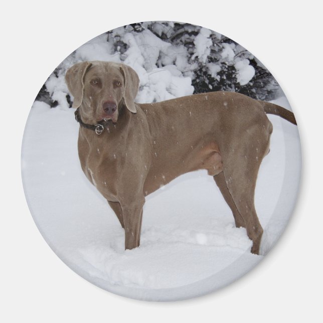 Beautiful Weimaraner in the snow Magnet (Front)