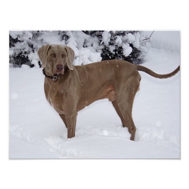 Beautiful Weimaraner in the snow Photo Print (Front)