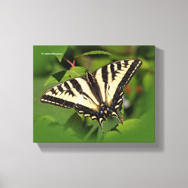 Beautiful Western Tiger Swallowtail Butterfly Canvas Print (Front)