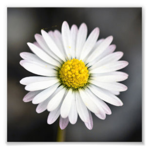 Beautiful White and Yellow Daisy Photo Print