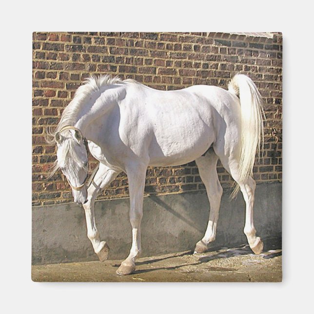 Beautiful White Arabian Horse Magnet (Front)