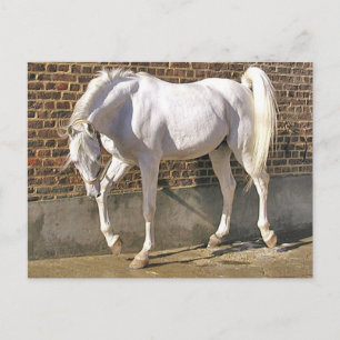 Beautiful White Arabian Horse Postcard