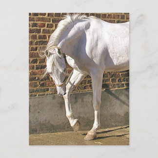 Beautiful White Arabian Horse Postcard