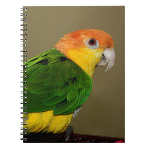 Beautiful White Bellied Caique Parrot Posing Notebook