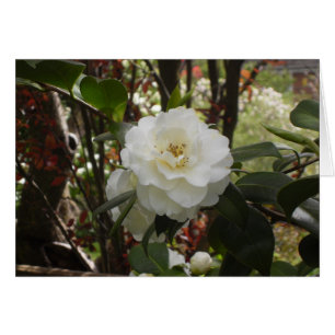 Beautiful White Camellia