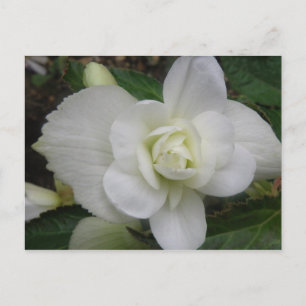 Beautiful White Carnation Postcard