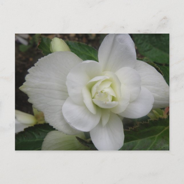 Beautiful White Carnation Postcard (Front)