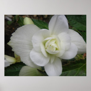 Beautiful White Carnation Print
