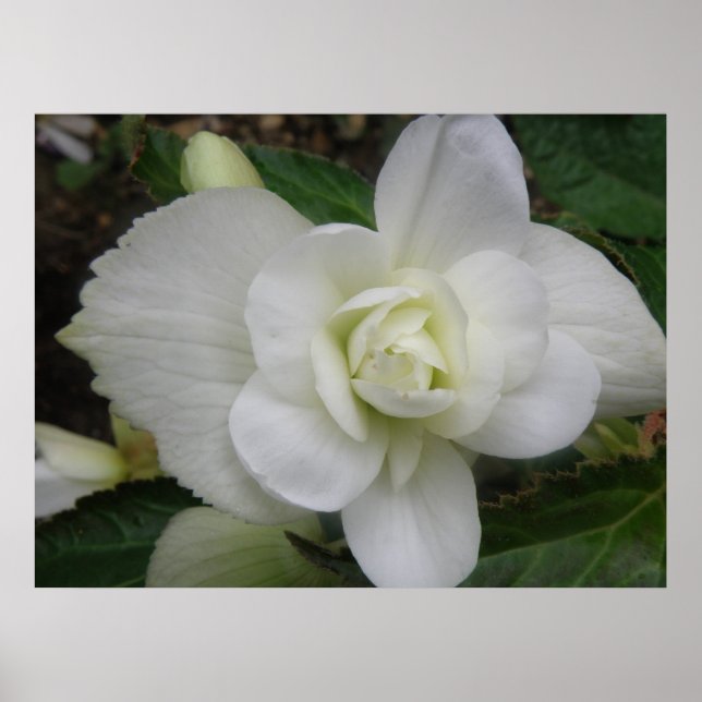 Beautiful White Carnation Print (Front)