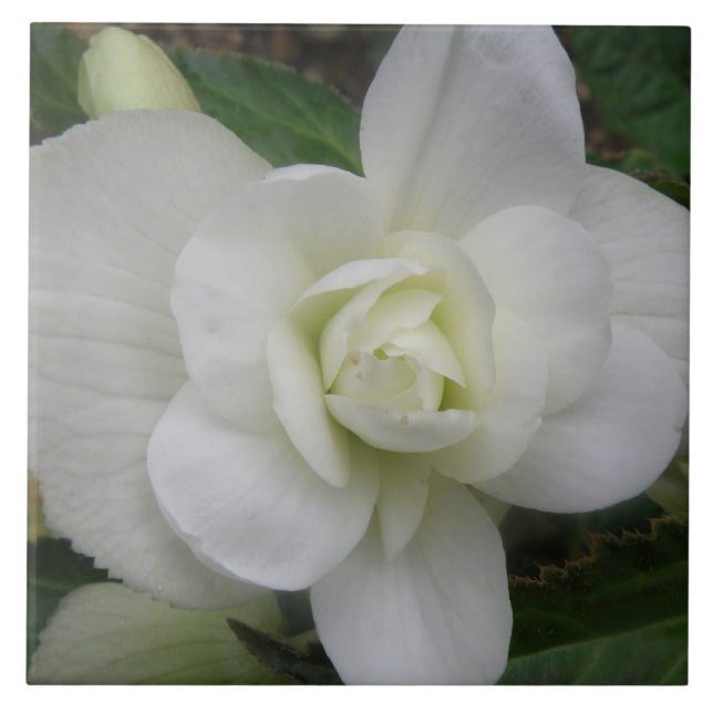 Beautiful White Carnation Tile (Front)