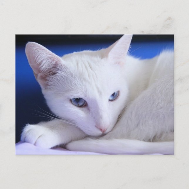 Beautiful White Cat/Add Your Pet's Photo Postcard (Front)