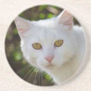 Beautiful White Cat Coaster