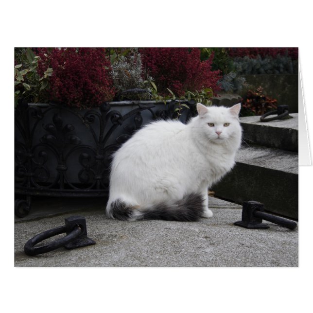Beautiful White Cat On A Grave (Front Horizontal)
