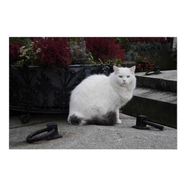 Beautiful White Cat On A Grave Poster (Front)