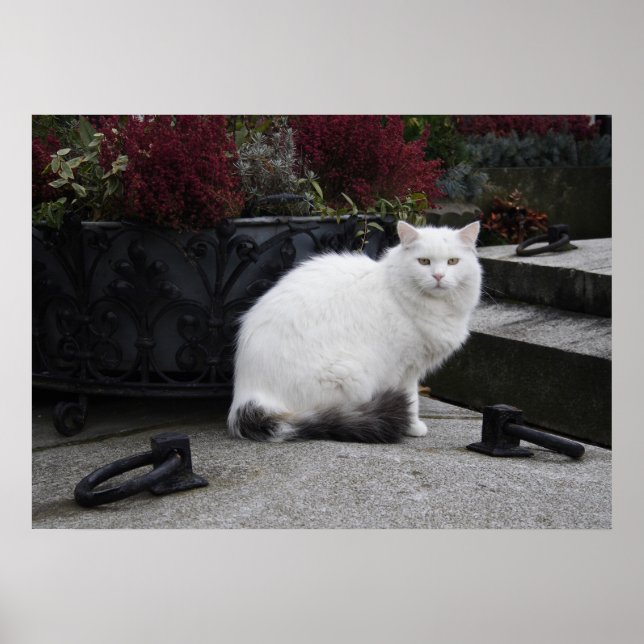 Beautiful White Cat On A Grave Poster (Front)
