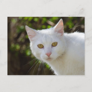 Beautiful White Cat Postcard