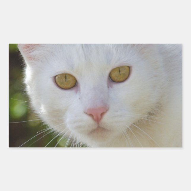 Beautiful White Cat Rectangular Sticker (Front)