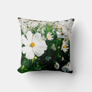 Beautiful white cosmos flowers blooming in gardena cushion