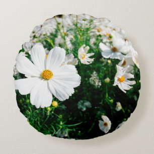 Beautiful white cosmos flowers blooming in gardena round cushion