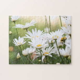 Beautiful White Daisies Flowers in Green Field Jigsaw Puzzle