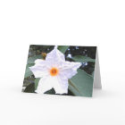 Beautiful White Flower Blank Greeting Card