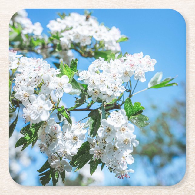 Beautiful White Flowers Coaster Set (Front)