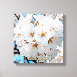 Beautiful White Flowers Under a Bright Sun Canvas Print