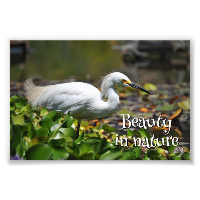 Beautiful white heron photo print (Front)