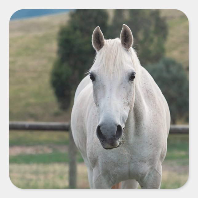 Beautiful White Horse Appaloosa Photo Square Sticker (Front)