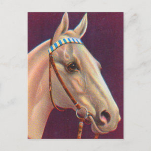 beautiful white horse postcard