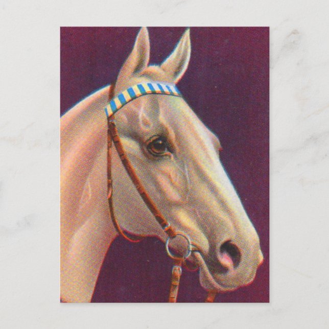  beautiful white horse postcard (Front)