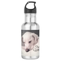 Beautiful White Labrador Mix Dog Peace Within Stai