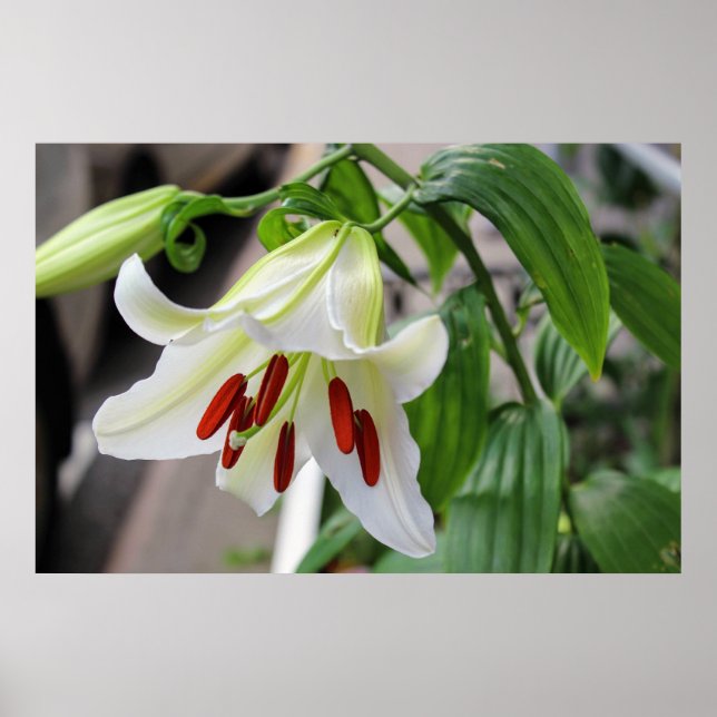 BEAUTIFUL WHITE LILY POSTER (Front)