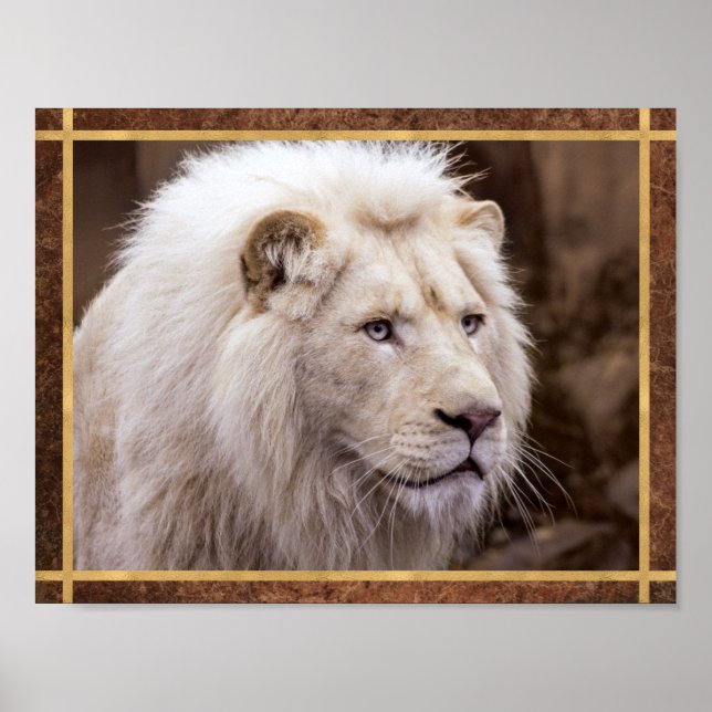 Beautiful White Lion Photo Poster (Front)