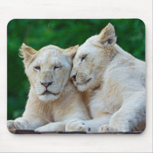 Beautiful White Lions Cuddling Mouse Pad