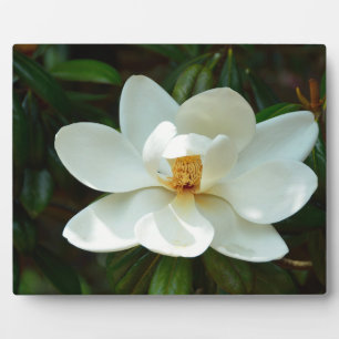 Beautiful White Magnolia Flower Plaque