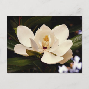 Beautiful White Magnolia Tree Blossom Close-Up Postcard