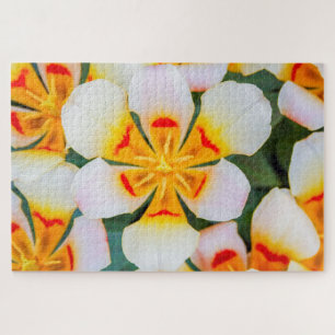 Beautiful white, orange and red flower jigsaw puzzle