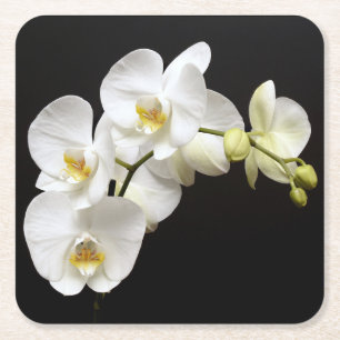 Beautiful White Orchid with Black Background Square Paper Coaster